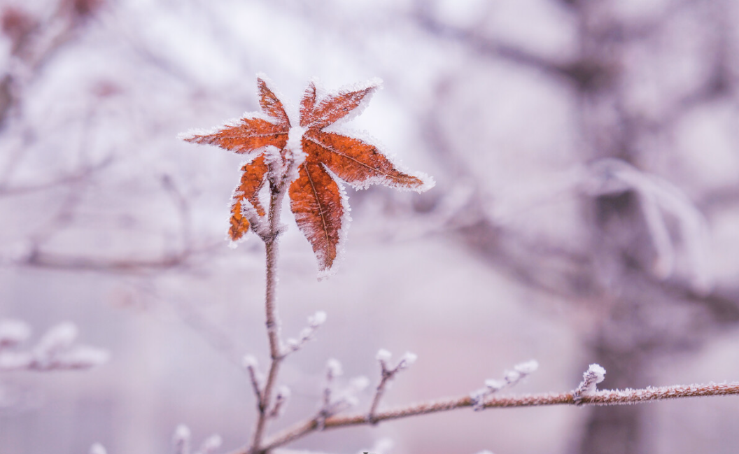 霜降過(guò)后水產(chǎn)養(yǎng)殖塘口技術(shù)管理要點(diǎn)