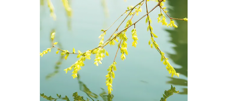 消毒和解毒如何區(qū)分？消毒劑殘留毒素怎么解？